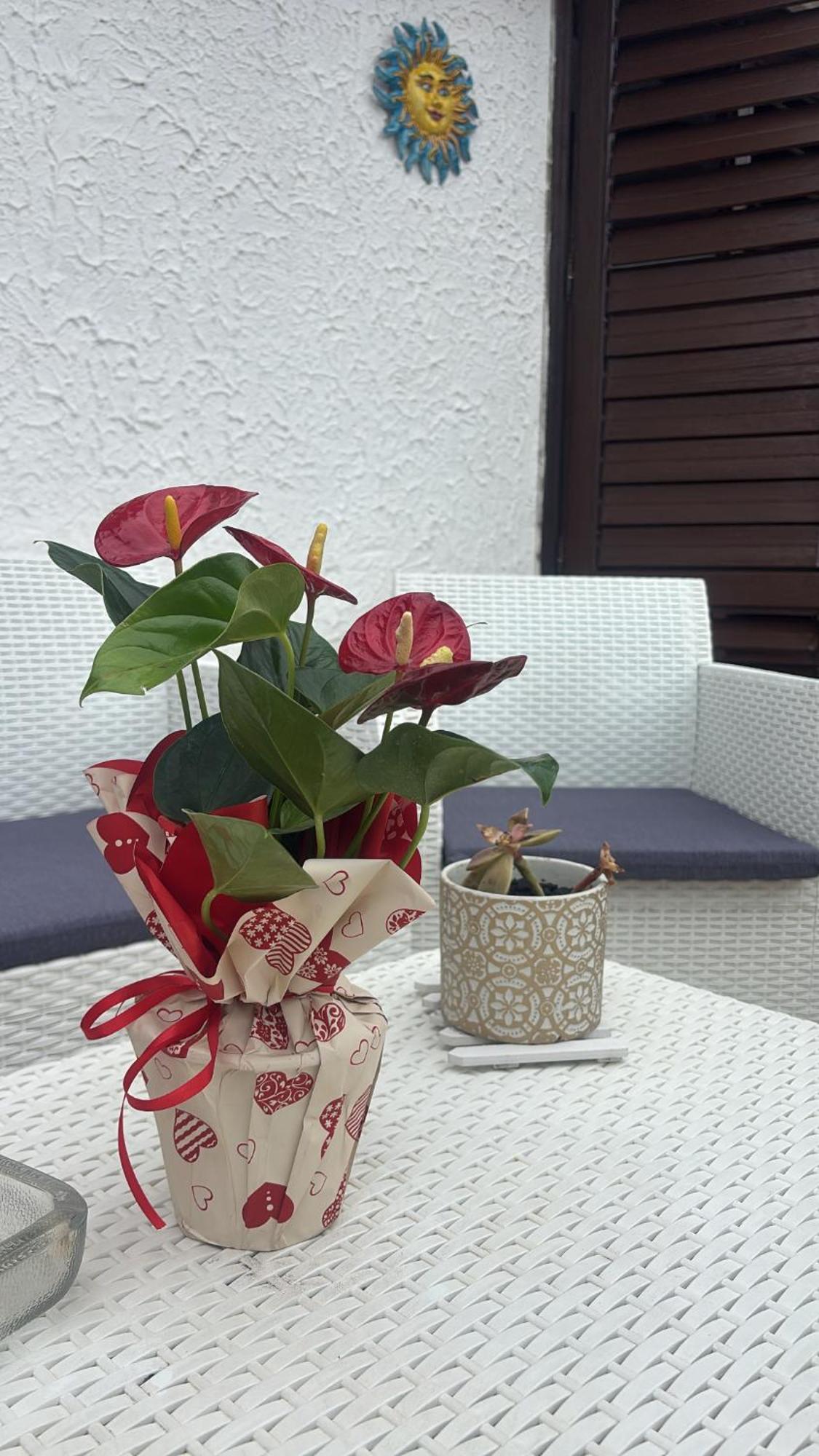 Appartamento Giardini Naxos Butterflies Home Schiso Dış mekan fotoğraf